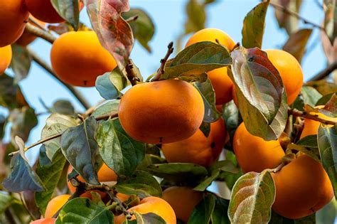 15 of the Best Asian Persimmon Varieties | Gardener’s Path