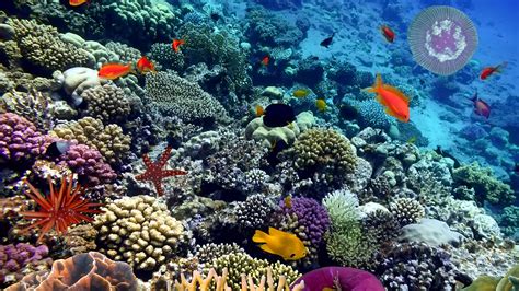 Various Fish Species in South Pacific Coral Reefs | Britannica