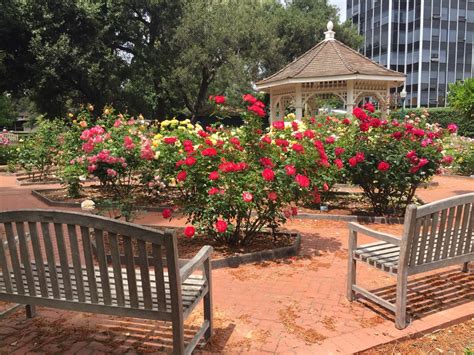 Roses in Central Park - San Mateo Arboretum Society