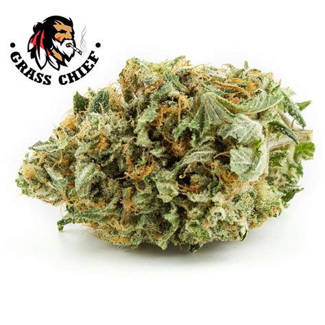 Buy Hash Plant - AAA Online in Canada at Grass Chief