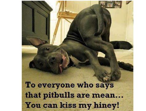 Funny Pitbull Terrier Dog Kiss My Hiney Refrigerator / Tool Box Magnet ...