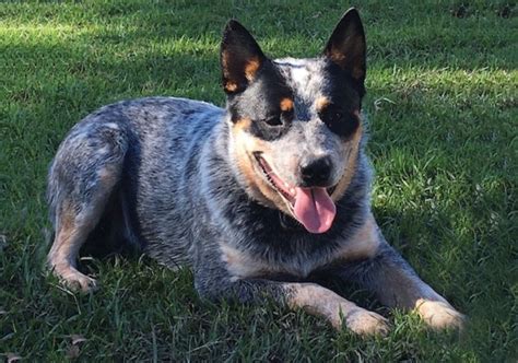 Blue Australian Cattle Dog Puppies For Sale - Australian Cattle Dog ...