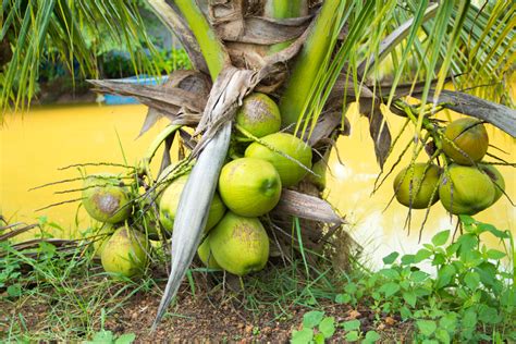 15 Different Types of Coconuts (Dwarf, White, and More!) - PlantSnap (2023)