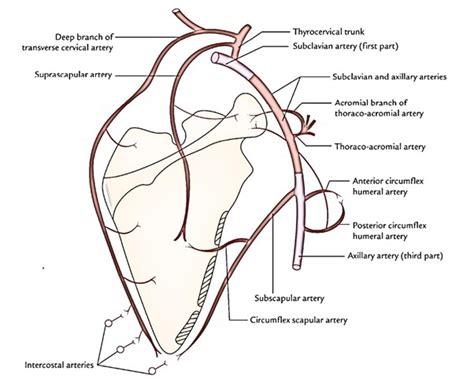 Arterial Anastomosis around Scapula (Scapular Anastomosis) – Earth's Lab