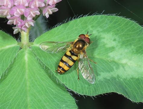 Family Syrphidae – ENT 425 – General Entomology