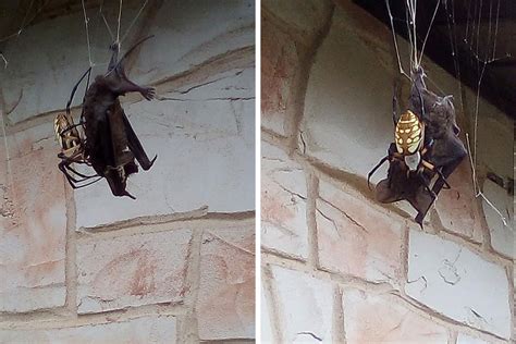 In photos: Spider eating a bat is nature's Halloween horror show ...