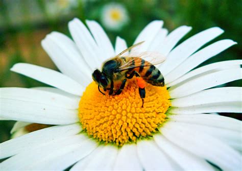 File:Bee on flower pollinating.jpg - Wikimedia Commons