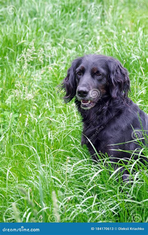 Gordon Setter. hunting dog stock image. Image of muzzle - 184170613