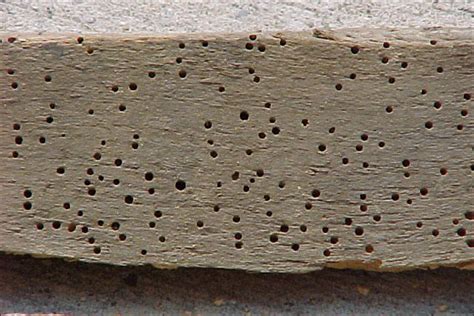 Wood Boring Beetles - TermiteBiz.com