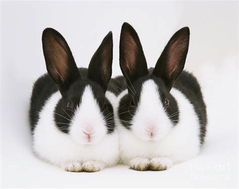 Baby Black-and-white Dutch Rabbits Photograph by Jane Burton - Fine Art ...