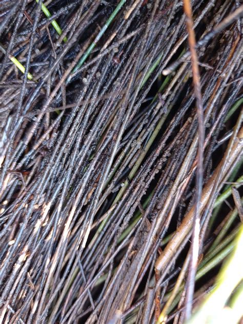 Nga Puna Manaaki Īnanga (Whitebait Conservation) — Community Waitākere