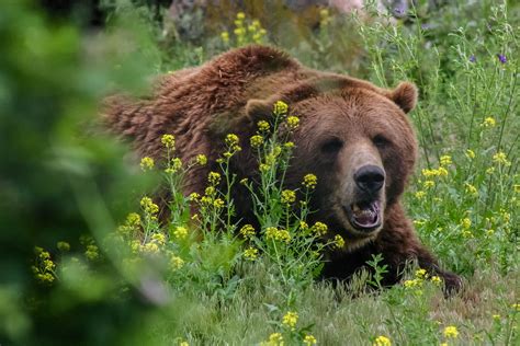 Interagency Grizzly Bear Committee (IGBC) - ID, MT, WY, WA