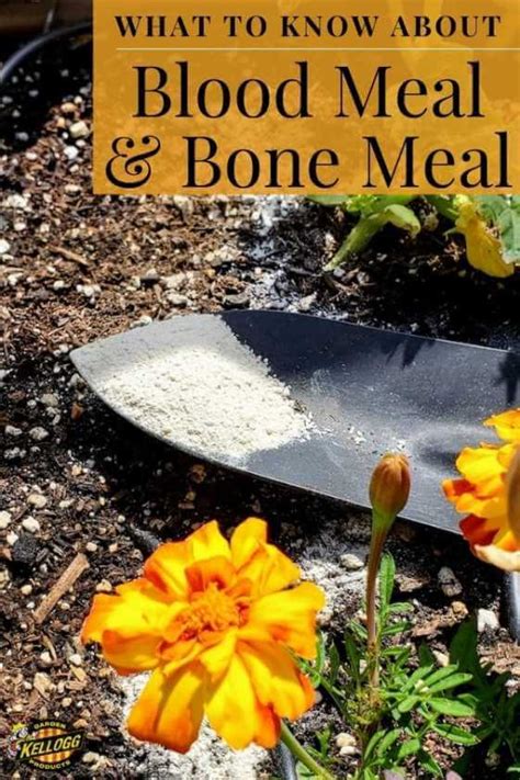 Blood Meal vs Bone Meal | Kellogg Garden Organics™