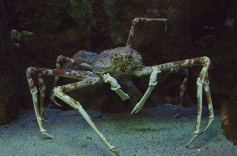 Japanese Spider Crab – The Gentle Giant – Under the Sea – Scarier than ...