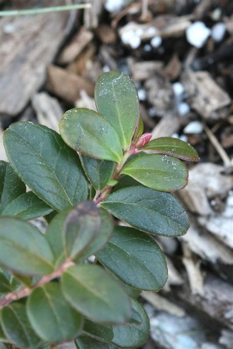 Vaccinium vitis-idaea (mountain cranberry): Go Botany