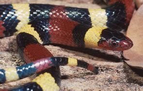 Eastern Coral Snake - North Carolina