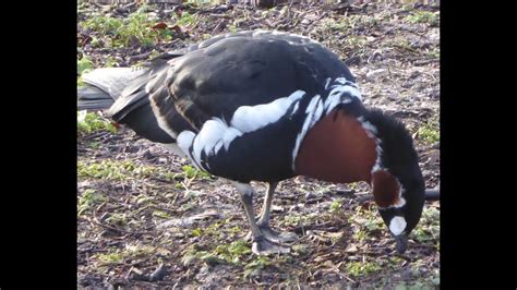 Red-breasted Geese in St James' Park - YouTube