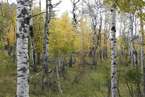 Birch Trees in the Fall - Thru Our Eyes Photography | Linton Wildlife ...