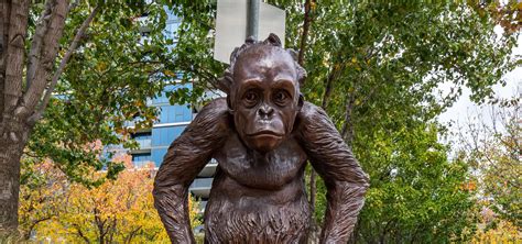 Wild Baby Orangutan | Western Australian Museum