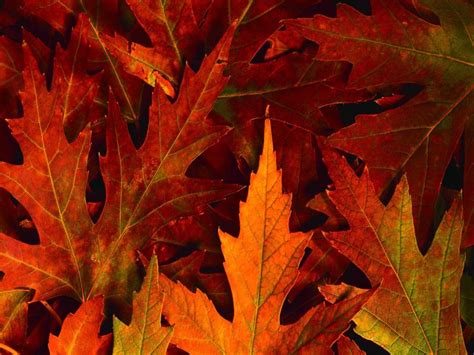 Fall Leaves Desktop Backgrounds for Powerpoint Templates - PPT Backgrounds