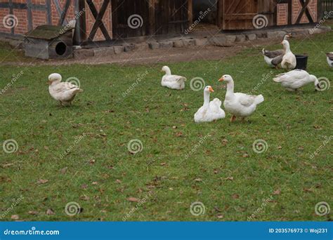 Various Rural Animals in Nature Stock Image - Image of animal, fowl ...