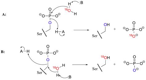 10.3: Hydrolysis of phosphates - Chemistry LibreTexts