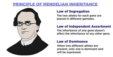 Mendel's laws | Create WebQuest