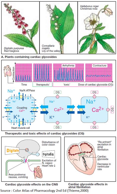 Cardiac Glycosides - Manual of Medicine