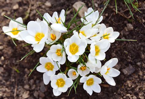 14 Beautiful Crocus Varieties to Plant in 2022 | Crocus plants, Plants ...