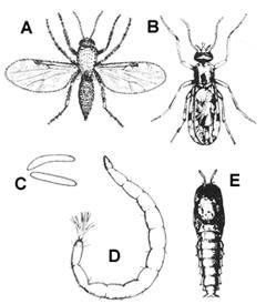 Biting Midges and Their Control | NC State Extension Publications