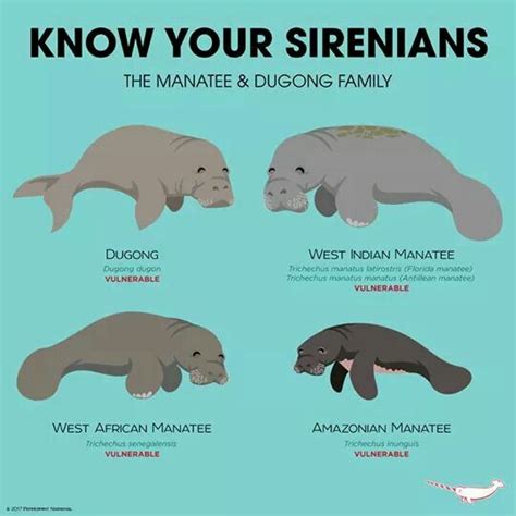 sirenians - manatee + dugong | Manatee, Ocean animals, Marine animals