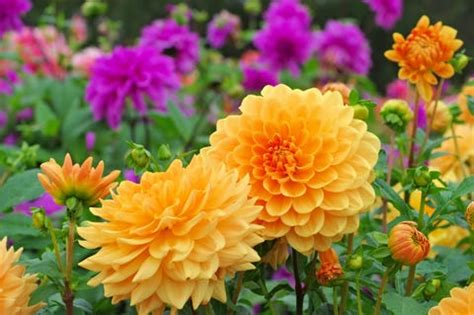 30 Top Summer Flowers That Are Easy to Plant