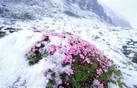 15 Unique Types of Tundra Plants