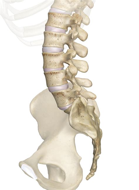 The Lumbar Vertebrae: Anatomy and 3D Illustrations