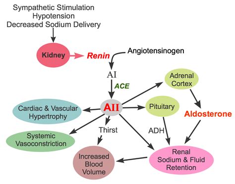 CV Pharmacology | Angiotensin Converting Enzyme (ACE) Inhibitors