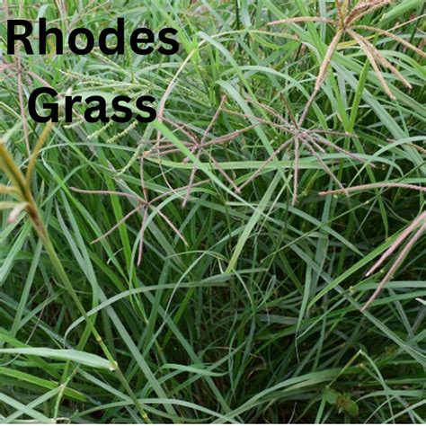 Rhodes-Grass2 - Greenpet