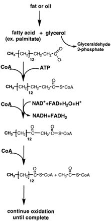 Oxidation of Fats and Oils, Major Metabolic Fuels