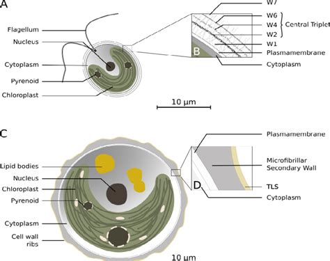 Chlorophyta Diagram