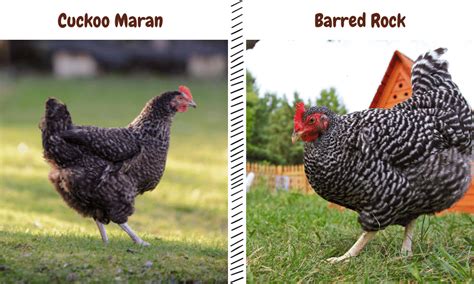 Cuckoo Maran Vs. Barred Rock Chickens (& Their Unique Differences!)