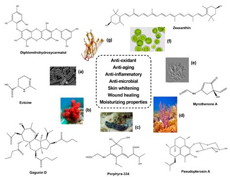 Marine Drugs | Free Full-Text | Sponges and Their Symbionts as a Source ...