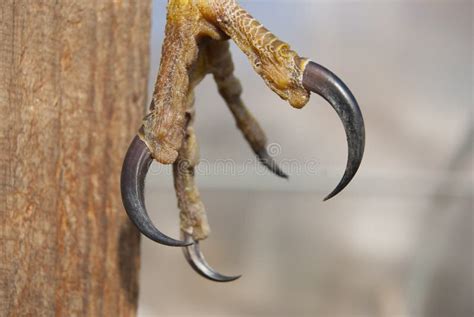 Pájaro De La Pata De La Presa Imagen de archivo - Imagen de salvaje ...