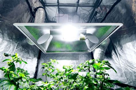 5 Best Grow Tent Setups: Indoor Gardening With a Twist | TheFragrantGarden