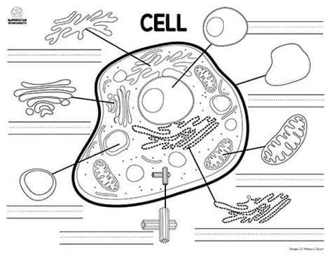 Animal Cell Worksheet - Superstar Worksheets