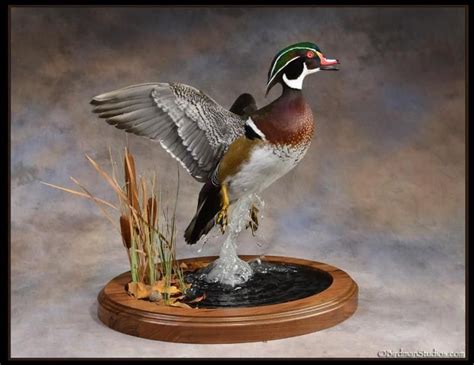 Birdman Studios Taxidermy - Waterfowlers Challenge | Bird taxidermy ...