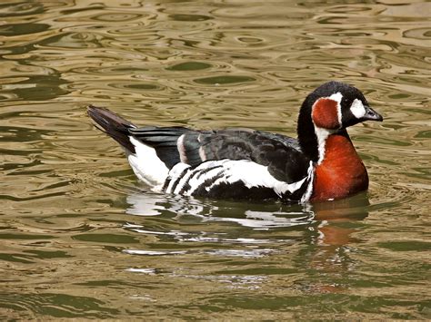 Gale's Photo and Birding Blog: Red-breasted Goose