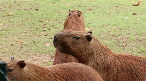 Capybara in Florida: Another Invasive Species in the Sunshine State