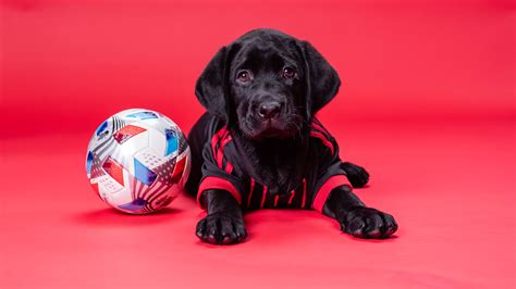 Atlanta United partners with America’s VetDogs to raise second future ...