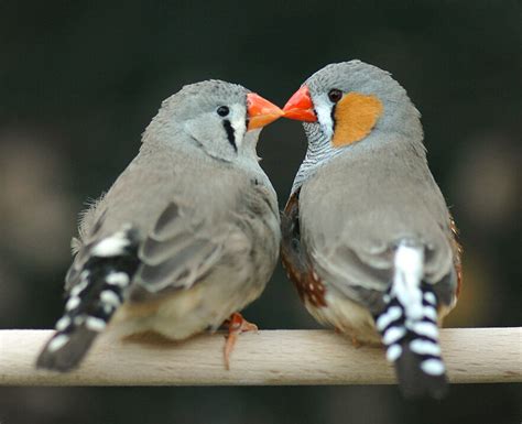 Why Love Matters to a Zebra Finch | Audubon