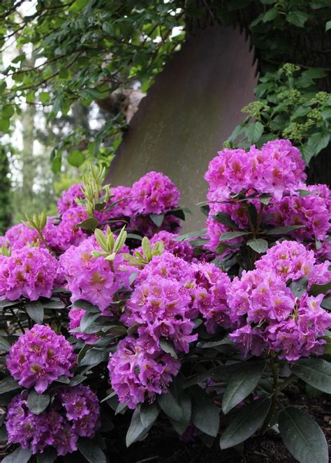 Shade-Tolerant Plants for Woodland Gardens | Shade loving shrubs, Shade ...