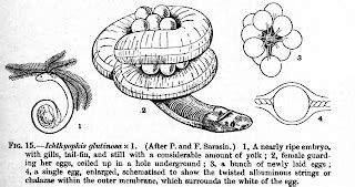 CAECILIANS